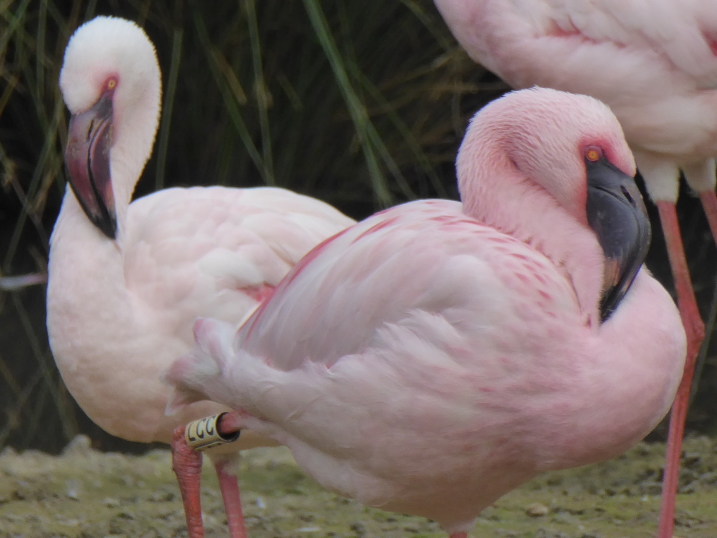 Lesser flamingos at WWT Slimbridge